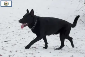 Read more about the article Eastern European Shepherd Dog Breeder and Puppies in West Virginia
