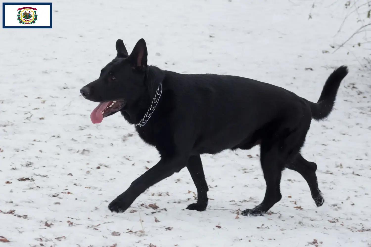 Read more about the article Eastern European Shepherd Dog Breeder and Puppies in West Virginia