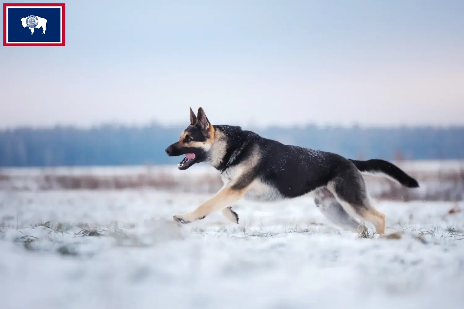 Read more about the article Eastern European Shepherd Dog Breeder and Puppies in Wyoming