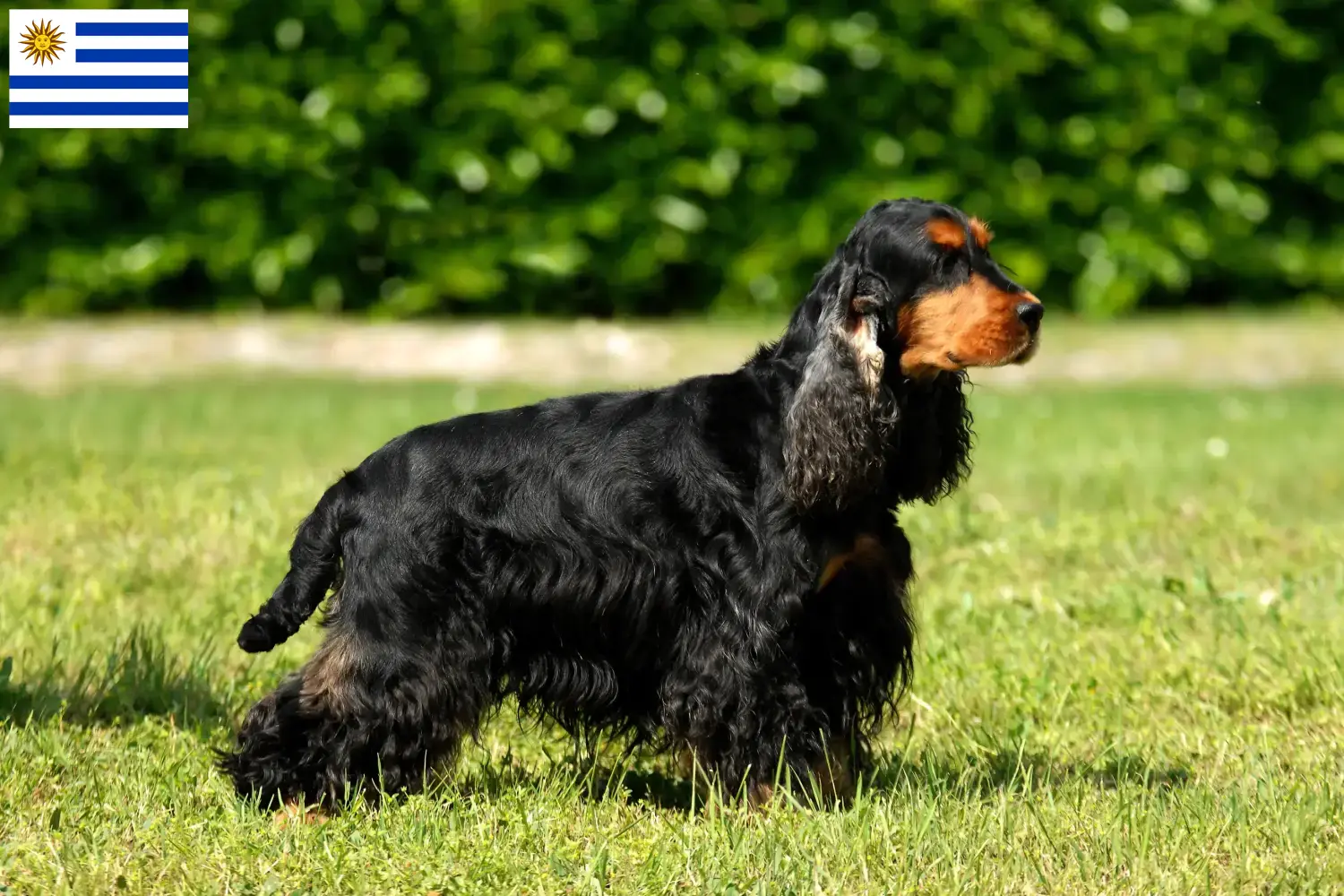Read more about the article English Cocker Spaniel breeders and puppies in Uruguay