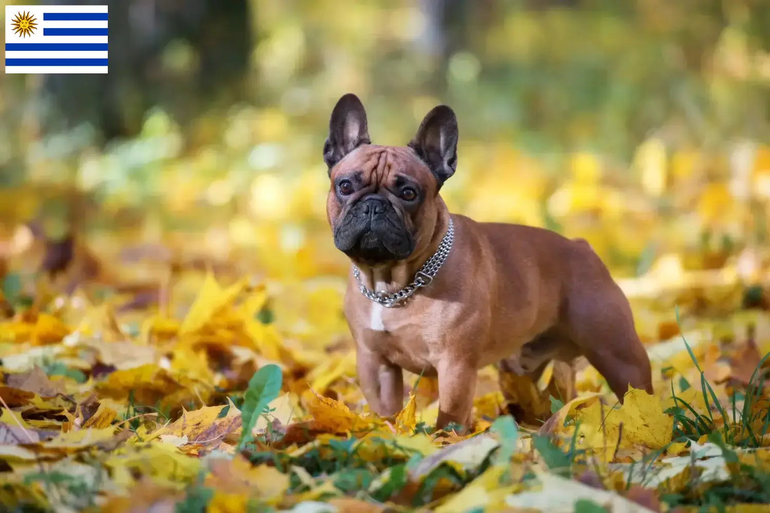 Read more about the article French Bulldog breeders and puppies in Uruguay