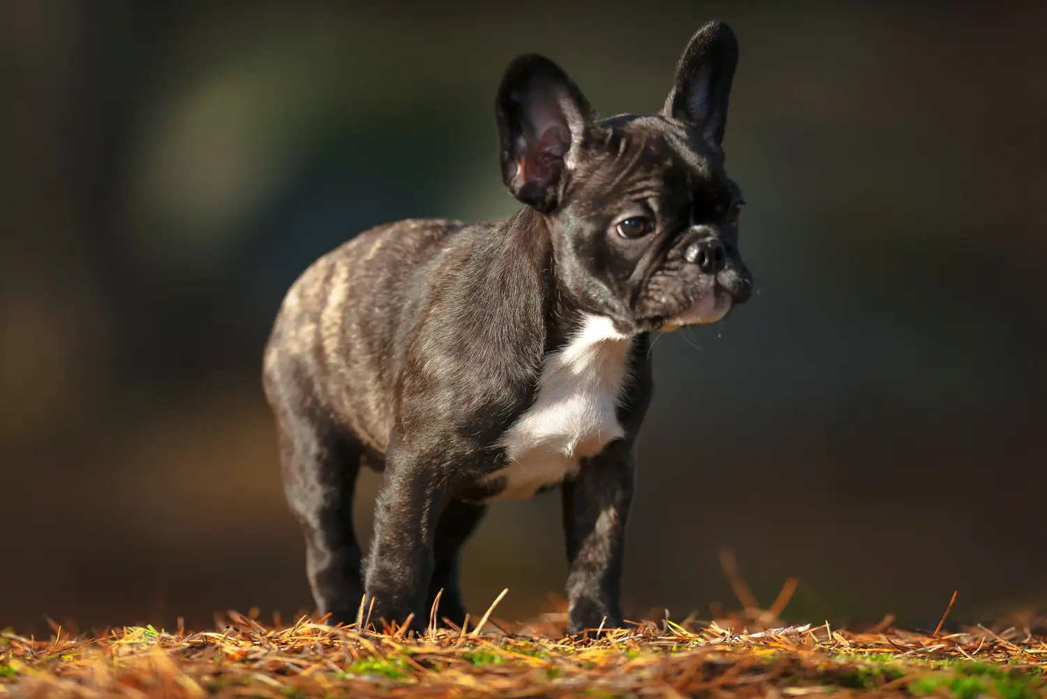 Buying a French Bulldog puppy means taking responsibility! Buy French Bulldog puppies.