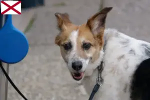 Read more about the article Norrbottenspitz breeders and puppies in Alabama