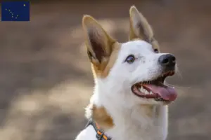 Read more about the article Norrbottenspitz breeders and puppies in Alaska