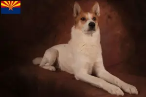 Read more about the article Norrbottenspitz breeders and puppies in Arizona