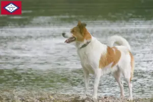 Read more about the article Norrbottenspitz breeders and puppies in Arkansas