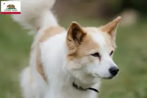 Read more about the article Norrbottenspitz breeders and puppies in California