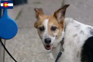 Read more about the article Norrbottenspitz breeders and puppies in Colorado