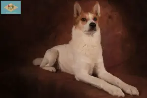 Read more about the article Norrbottenspitz breeders and puppies in Delaware