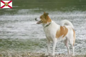 Read more about the article Norrbottenspitz breeders and puppies in Florida