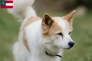 Read more about the article Norrbottenspitz breeders and puppies in Georgia