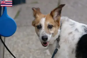 Read more about the article Norrbottenspitz breeders and puppies in Hawaii