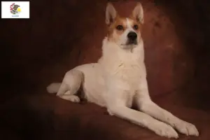 Read more about the article Norrbottenspitz breeders and puppies in Illinois