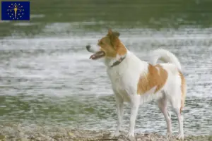 Read more about the article Norrbottenspitz breeders and puppies in Indiana