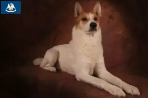 Read more about the article Norrbottenspitz breeders and puppies in Louisiana