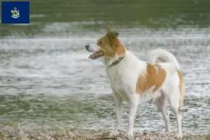 Read more about the article Norrbottenspitz breeders and puppies in Maine