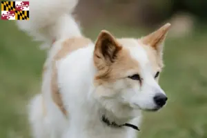 Read more about the article Norrbottenspitz breeders and puppies in Maryland