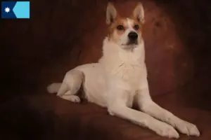 Read more about the article Norrbottenspitz breeders and puppies in Minnesota