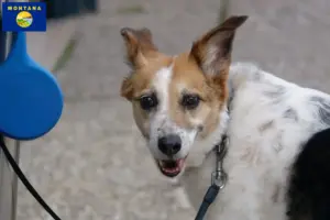 Read more about the article Norrbottenspitz breeders and puppies in Montana