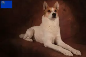 Read more about the article Norrbottenspitz breeders and puppies in Nevada