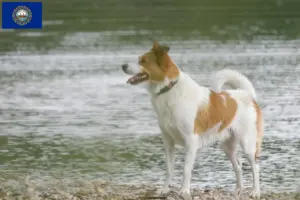 Read more about the article Norrbottenspitz breeders and puppies in New Hampshire