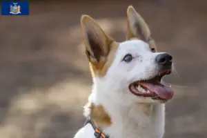 Read more about the article Norrbottenspitz breeders and puppies in New York