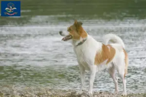 Read more about the article Norrbottenspitz breeders and puppies in North Dakota