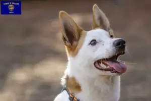 Read more about the article Norrbottenspitz breeders and puppies in Oregon