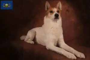 Read more about the article Norrbottenspitz breeders and puppies in Pennsylvania