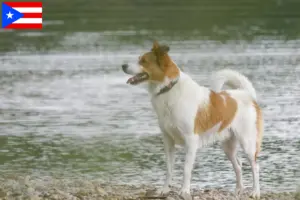 Read more about the article Norrbottenspitz breeders and puppies in Puerto Rico