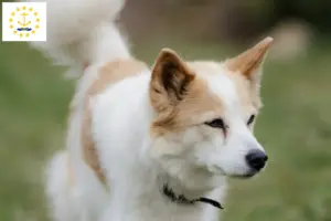 Read more about the article Norrbottenspitz breeders and puppies in Rhode Island