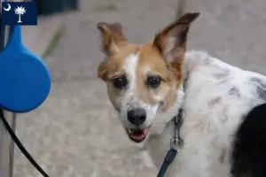 Read more about the article Norrbottenspitz breeders and puppies in South Carolina