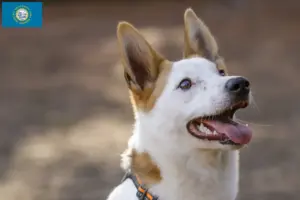 Read more about the article Norrbottenspitz breeders and puppies in South Dakota