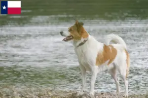 Read more about the article Norrbottenspitz breeders and puppies in Texas