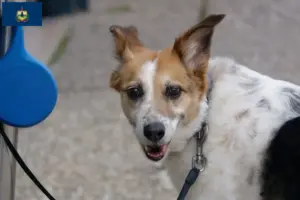 Read more about the article Norrbottenspitz breeders and puppies in Vermont