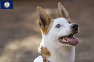 Read more about the article Norrbottenspitz breeders and puppies in Virginia