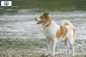 Read more about the article Norrbottenspitz breeders and puppies in West Virginia