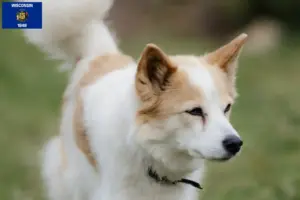 Read more about the article Norrbottenspitz breeders and puppies in Wisconsin