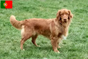 Read more about the article Nova Scotia Duck Tolling Retriever breeders and puppies in Portugal