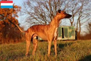 Read more about the article Whippet breeders and puppies in Luxembourg